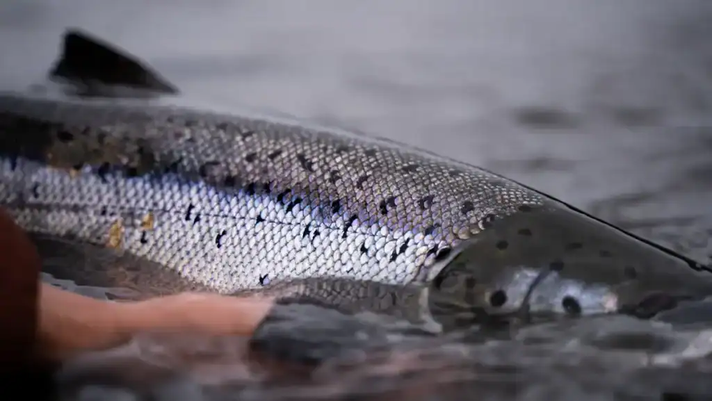 Atlantic salmon being released