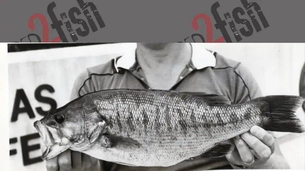 Guadalupe Bass