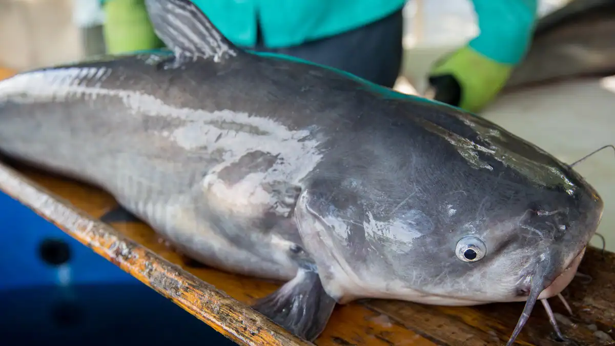 blue catfish from Chesapeake Bay