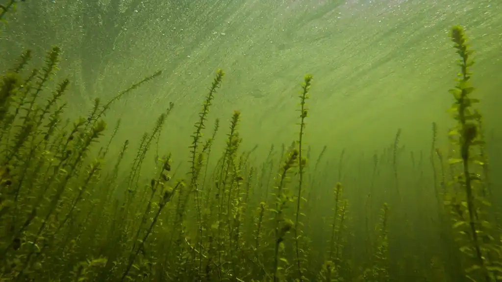 Canadian Elodea Underwater