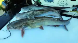 How to fillet catfish