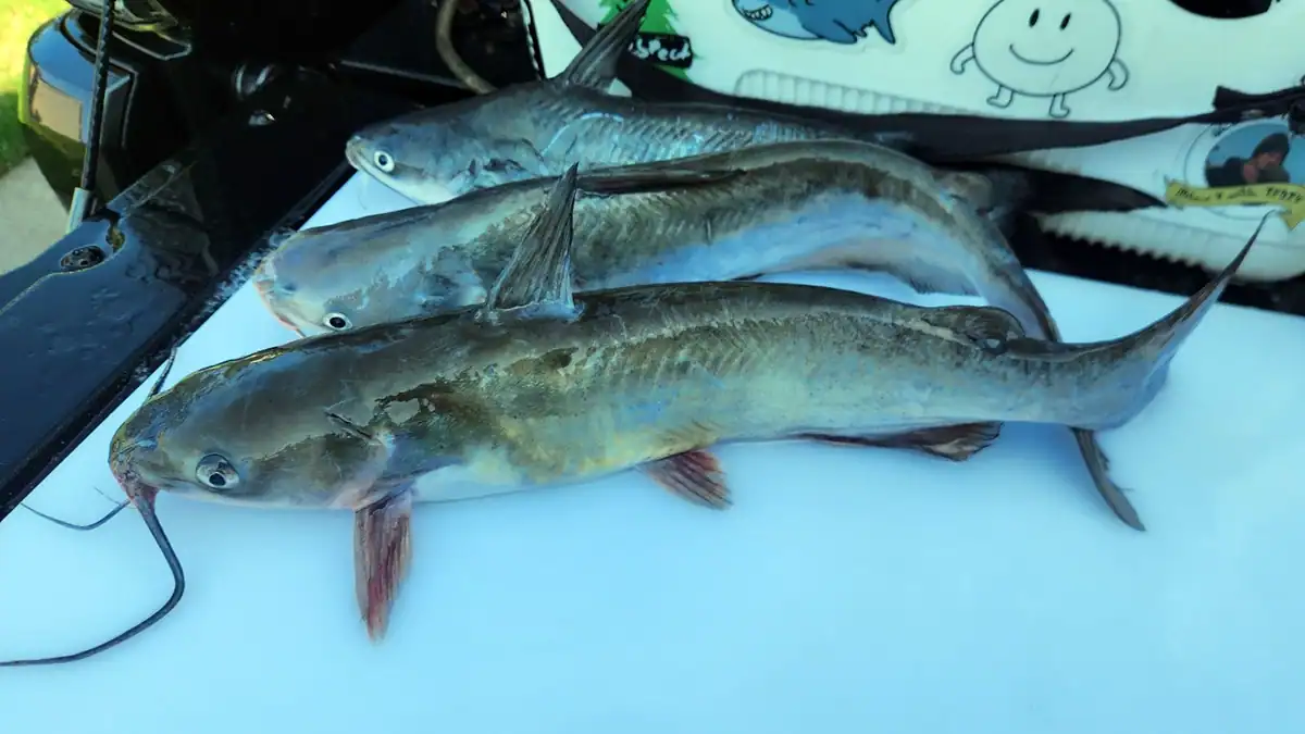 How to fillet catfish