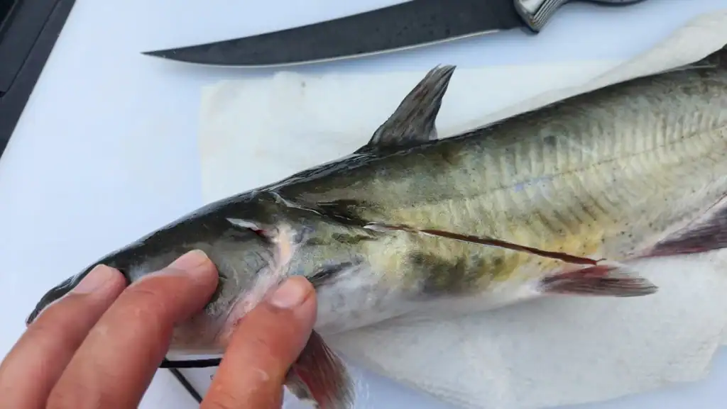 cutting a catfish open