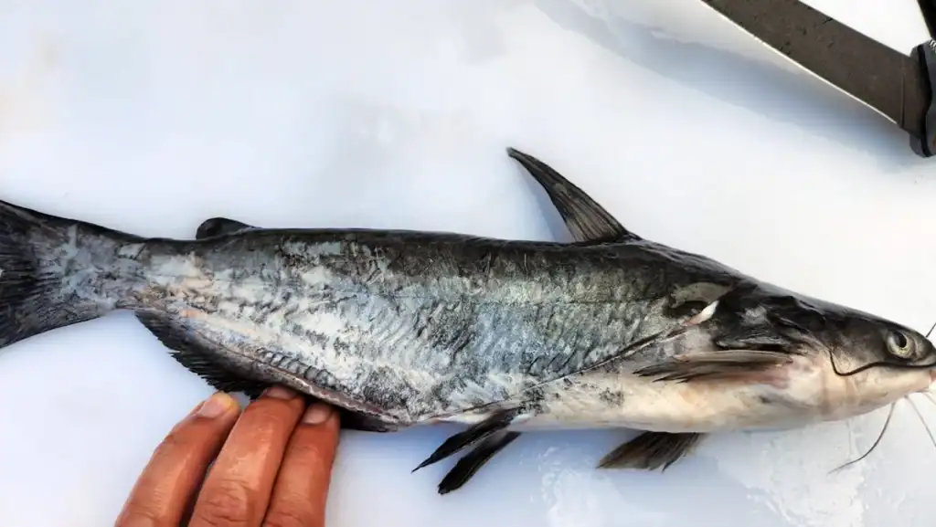 catfish on fillet board