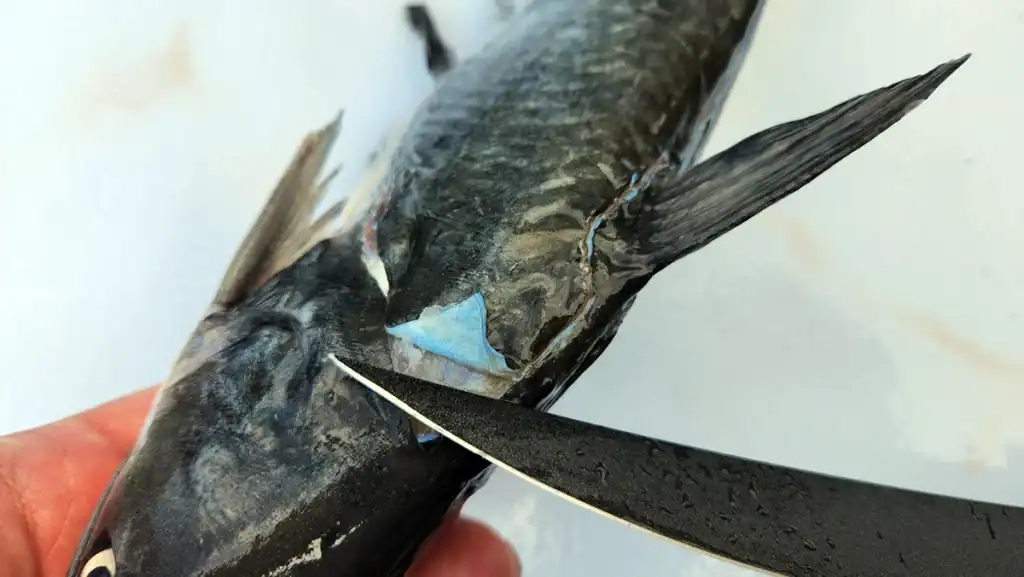 skin a catfish