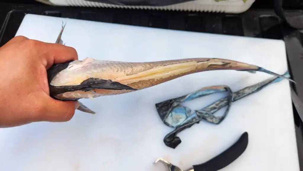 filleting a catfish