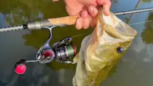 Daiwa Ballistic MQ LT Review