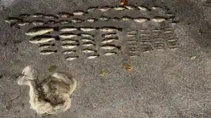 Four Arrested for Netting 46 Bass in Indiana 