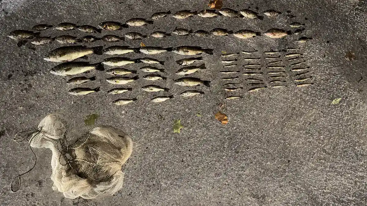 Indiana Poaching Bust