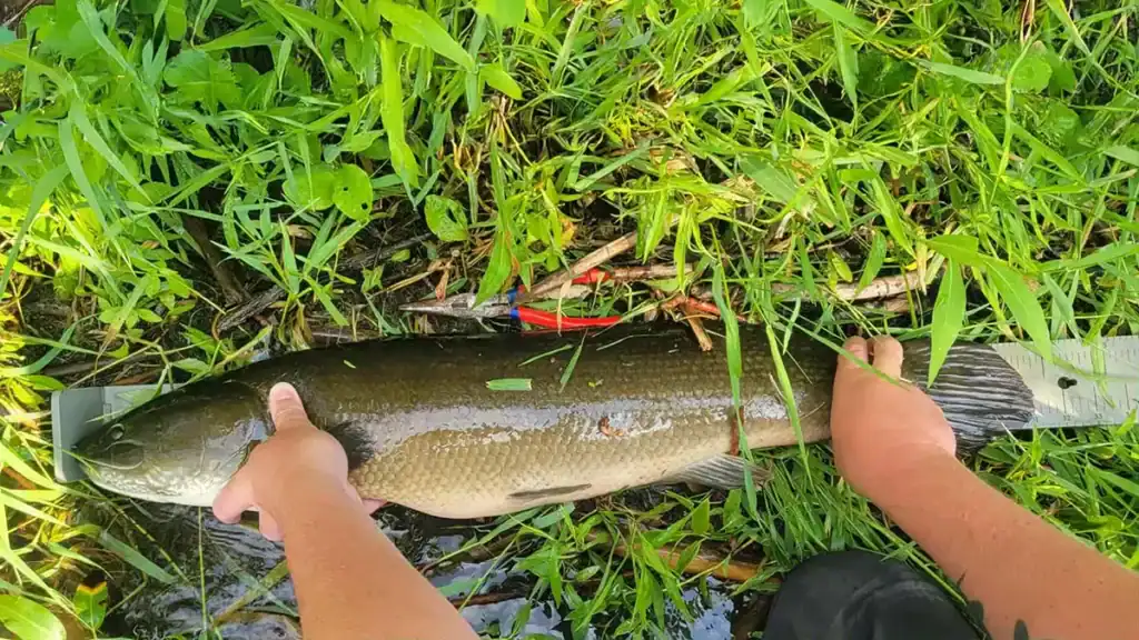 Minnesota Record Bowfin on measuring board