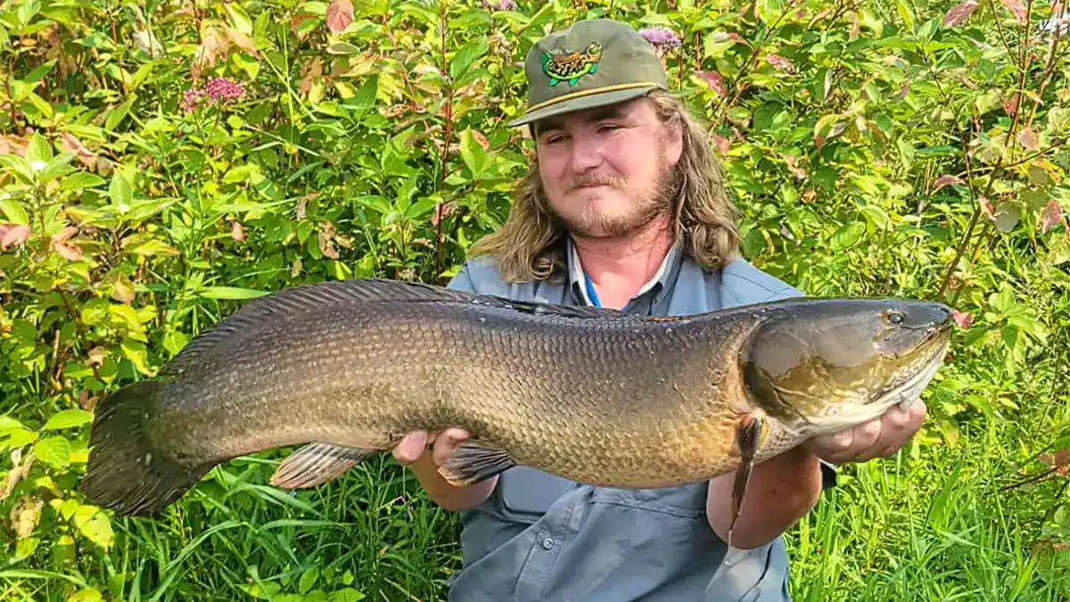Minnesota Record Bowfin
