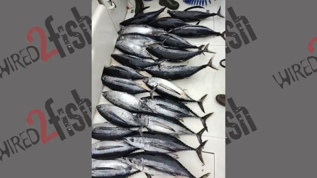 Albacore tuna caught off Sitka, Alaska