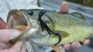 bass caught on finesse Tokyo rig