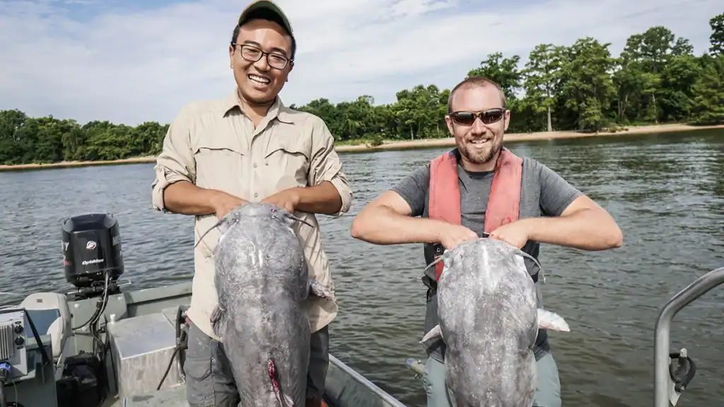 Blue catfish catches