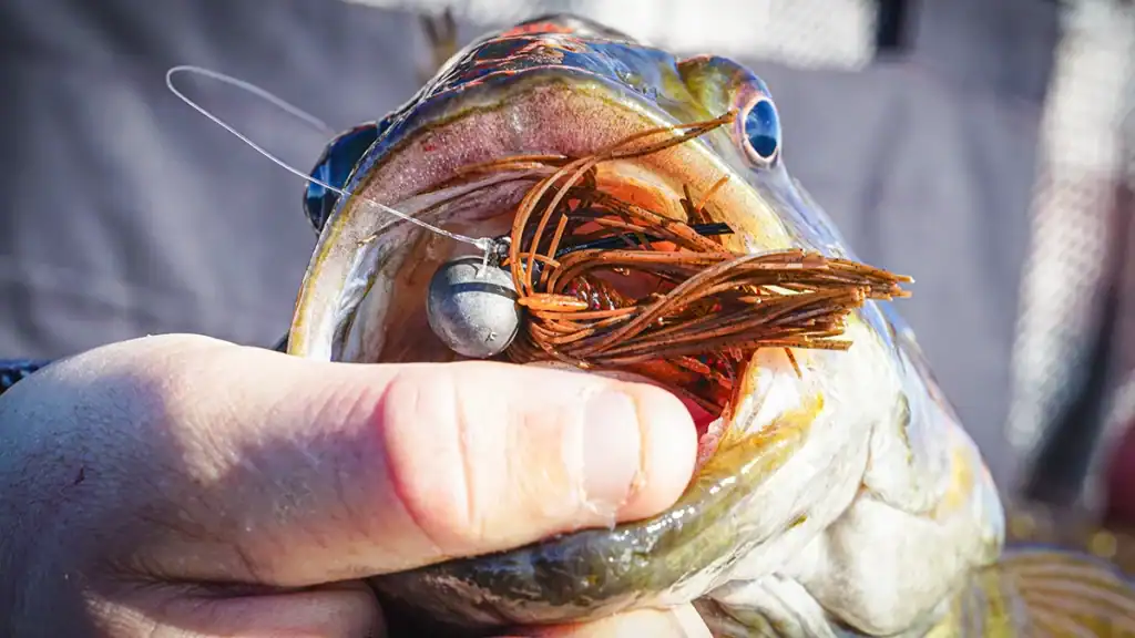 bass caught on jig