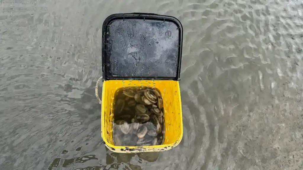 bucket of clams
