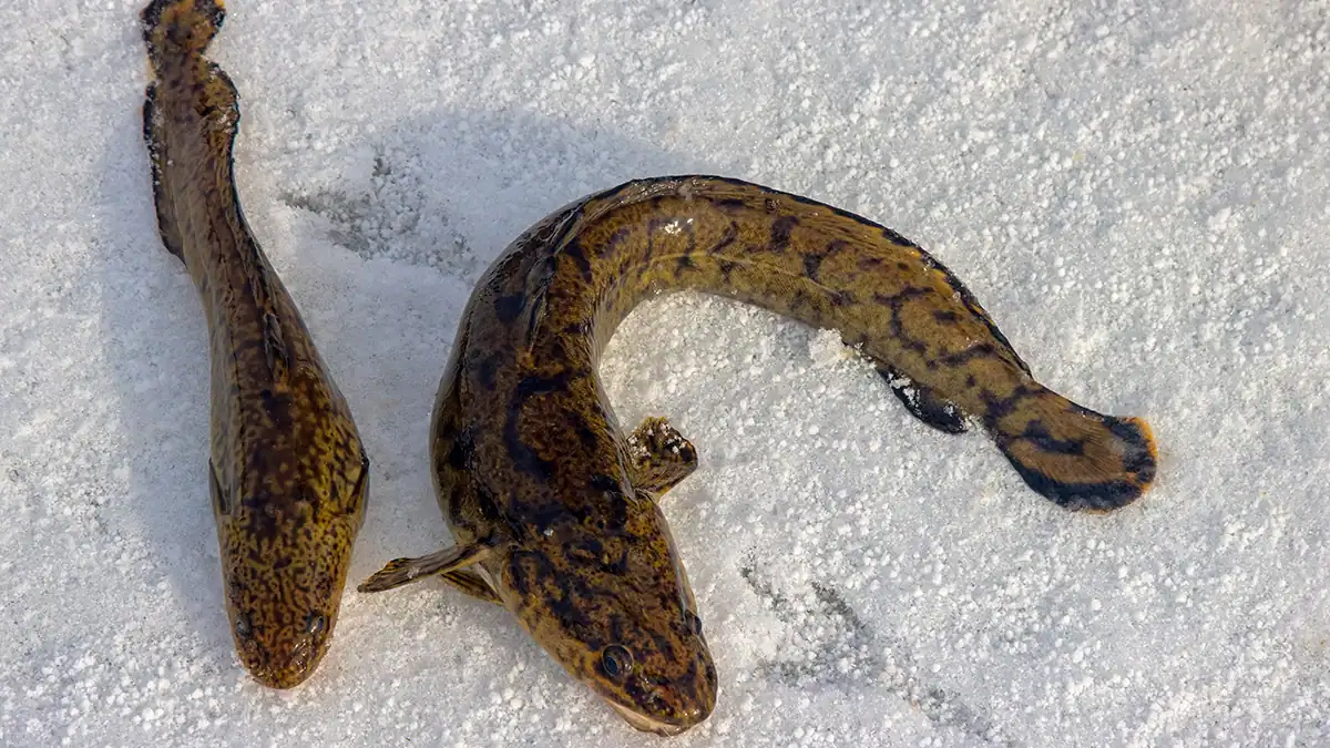 burbot ice fishing