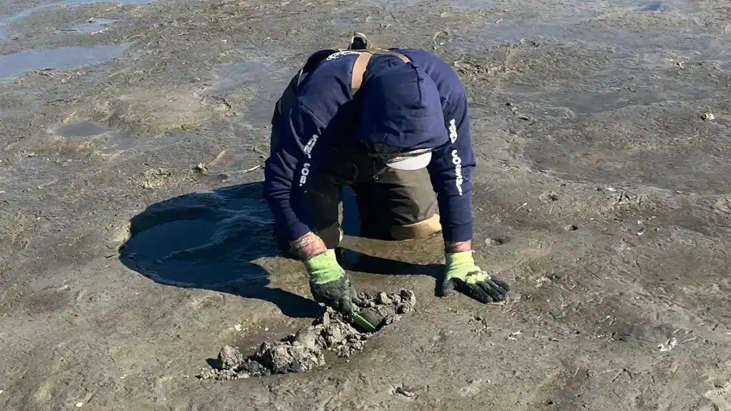 clamming