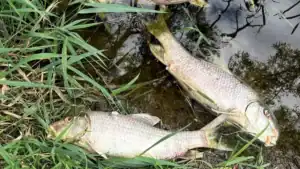 Cheese Factory Wipes Out Tens of Thousands of Fish in Popular Fishing Stream