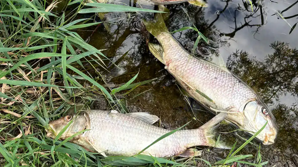 fish kill in Ischua Creek