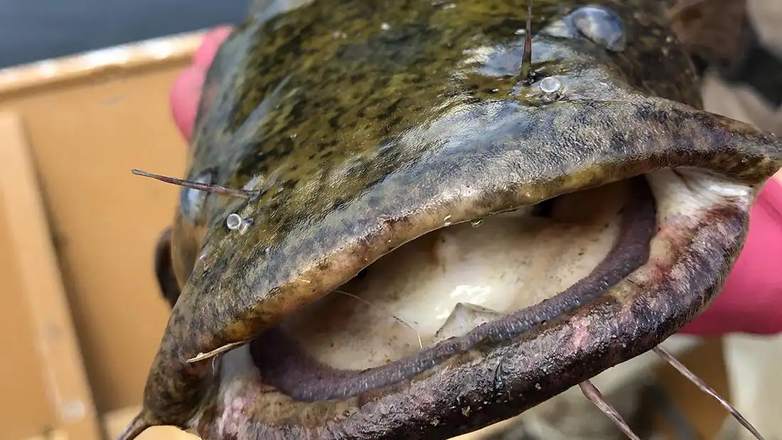 face of a flathead catfish