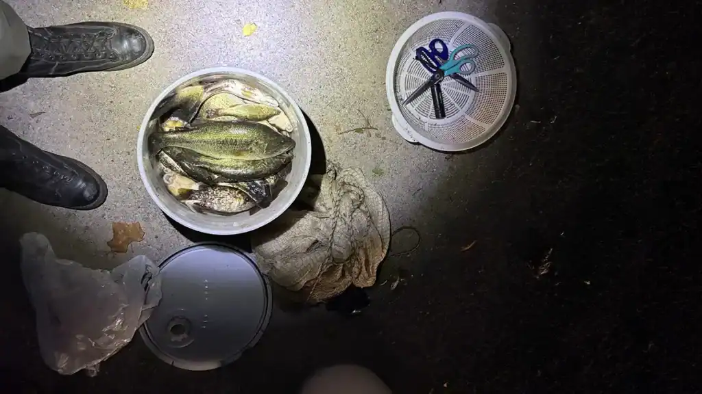 illegally netted bass