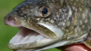 Utah Urges Anglers to Eat More Lake Trout