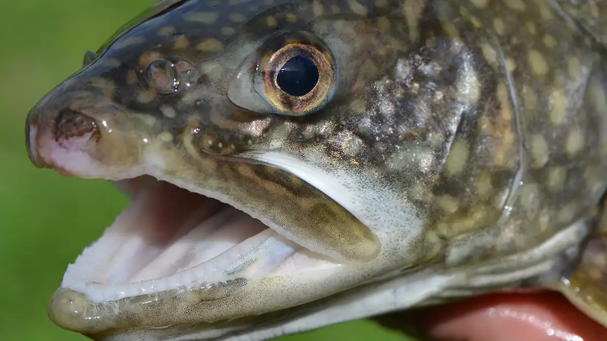 up close lake trout