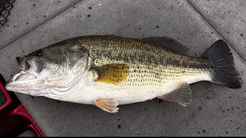 largemouth bass with big belly