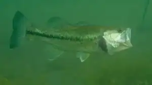 Emergency Rule Enacted to Eliminate Bass from Maine Lake