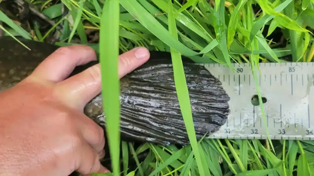 length of Minnesota Record Bowfin