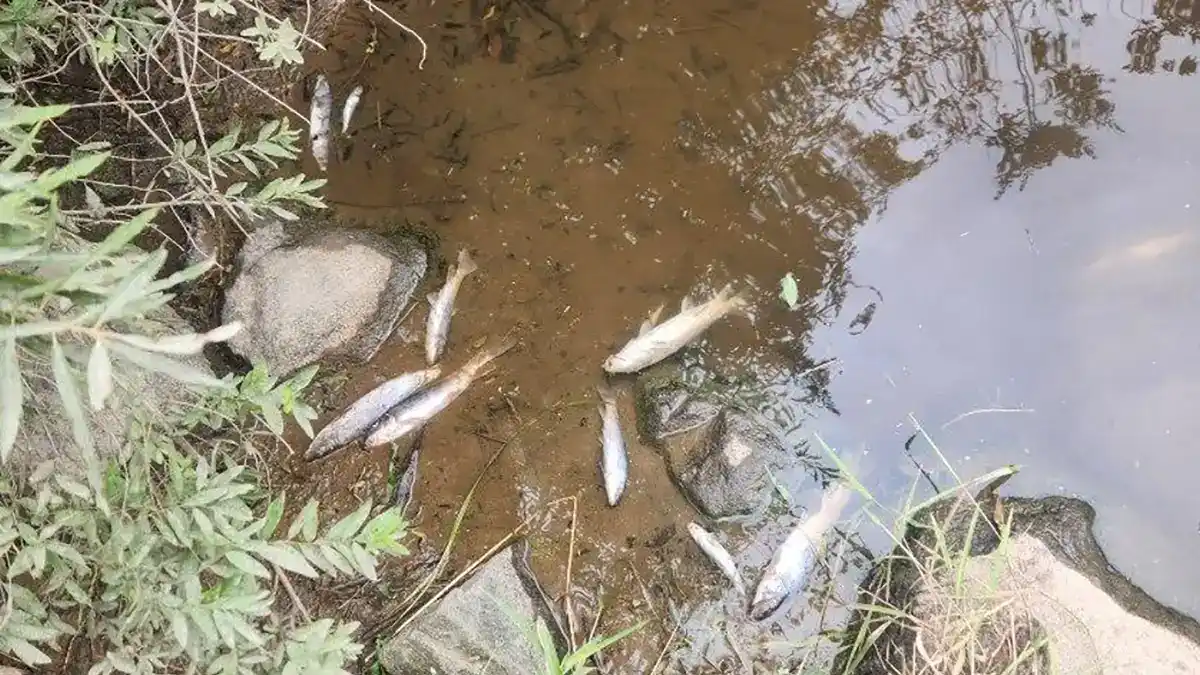 Anglers in Taylor County, Wisconsin might want to think twice before they wet a line. A disastrous manure spill fouled a popular stream, and killed countless fish along a five-mile stretch. The Wisconsin Department of Natural Resources (DNR) confirmed this week that Trappers Creek, a tributary of the Black River, suffered significant ecological damage after County Line Dairy, LLC, located on the Taylor–Clark county line, failed to report a manure release that occurred on September 2. The spill was not discovered by the farm, but rather by routine water monitoring conducted by Taylor County’s Land Conservation Department on September 5, a full three days after the manure began gushing into the environment. Officials reported fish kills extending for miles downstream. “They detected dissolved oxygen levels in Trappers Creek to be indicative of a spill, and they called it into our spills hotline,” Liz Usborne, the DNR’s regional nonpoint source coordinator, tells Wisconsin Public Radio. Nine Hours of Toxic Overflow The DNR traced the contamination to an open valve on a manure transfer pipe at County Line Dairy. The manure, meant to be pumped from the barn into a storage pit, instead surged backward, flooding the barn, then pouring through cow pastures and road ditches before dumping into Trappers Creek. The spill began around 11:30 a.m. on September 2 and continued unchecked until roughly 8:30 p.m. that evening, a full nine hours of continuous toxic discharge, according to the DNR. Officials are still trying to determine whether the release was caused by an equipment failure or operator error, though they have classified it as an accidental spill at this time. “The manure they were working to pump into secondary storage... overflowed, flooded the barn, left the barn, flowed through the production site, through cow pasture into a road ditch and then flowed... into the creek,” Usborne told Wisconsin Public Radio. Massive Ecological Fallout, Unknown Toll The exact volume of manure released and the number of fish killed remain unknown, but the scope of the damage is unmistakable. Dead fish were found all the way to the confluence of Trappers Creek and the Black River, indicating the spill's far-reaching impact. Despite the carnage, the farm’s owner declined to comment when contacted by the media on Tuesday. County Line Dairy, which operates just under the regulatory threshold for a Concentrated Animal Feeding Operation (CAFO) with 988 animal units, is subject to Wisconsin’s spill law. The law mandates immediate reporting of any hazardous release; a requirement the farm clearly failed to meet. Violations can incur fines of up to $5,000 per day. The DNR is continuing to monitor the situation, working in coordination with the Taylor County Land Conservation Department and the farm to evaluate mitigation options and potential cleanup efforts. However, officials have yet to release a timeline or outline the long-term ecological impact. No further information has been made available by the DNR, and staff have declined interviews regarding the specific incident (Wisconsin DNR). A Preventable Disaster The tragedy in Taylor County is a grim reminder of the fragile balance between agriculture and the environment — and how quickly that balance can be upended when protocols are ignored or systems fail. For now, Trappers Creek, a once-thriving waterway teeming with life, has become a cautionary tale flowing downstream.