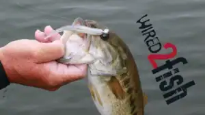 Bass with a minnow lure