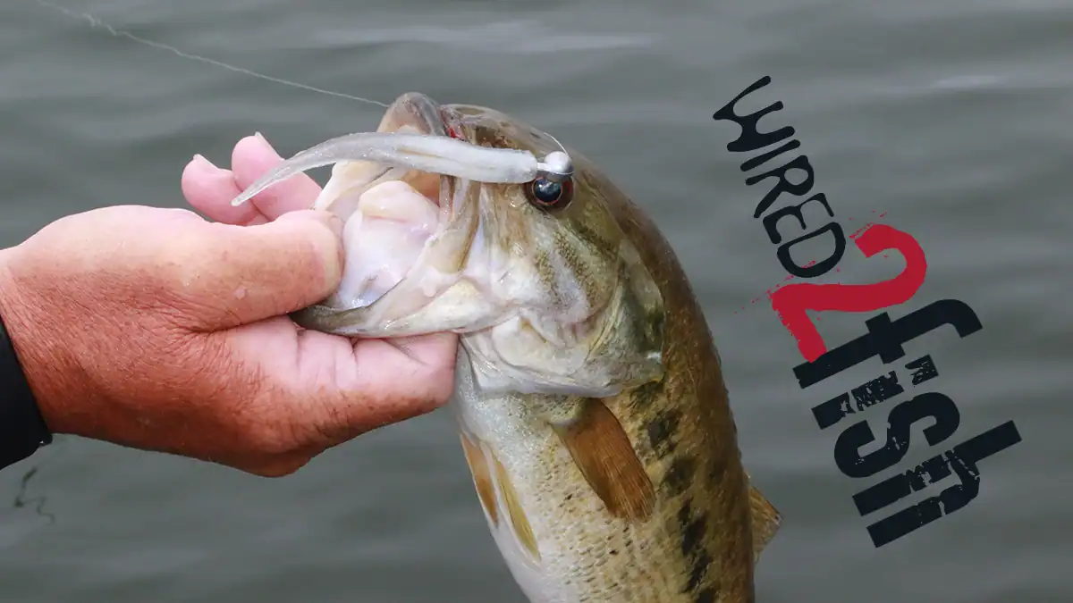 Bass with a minnow lure