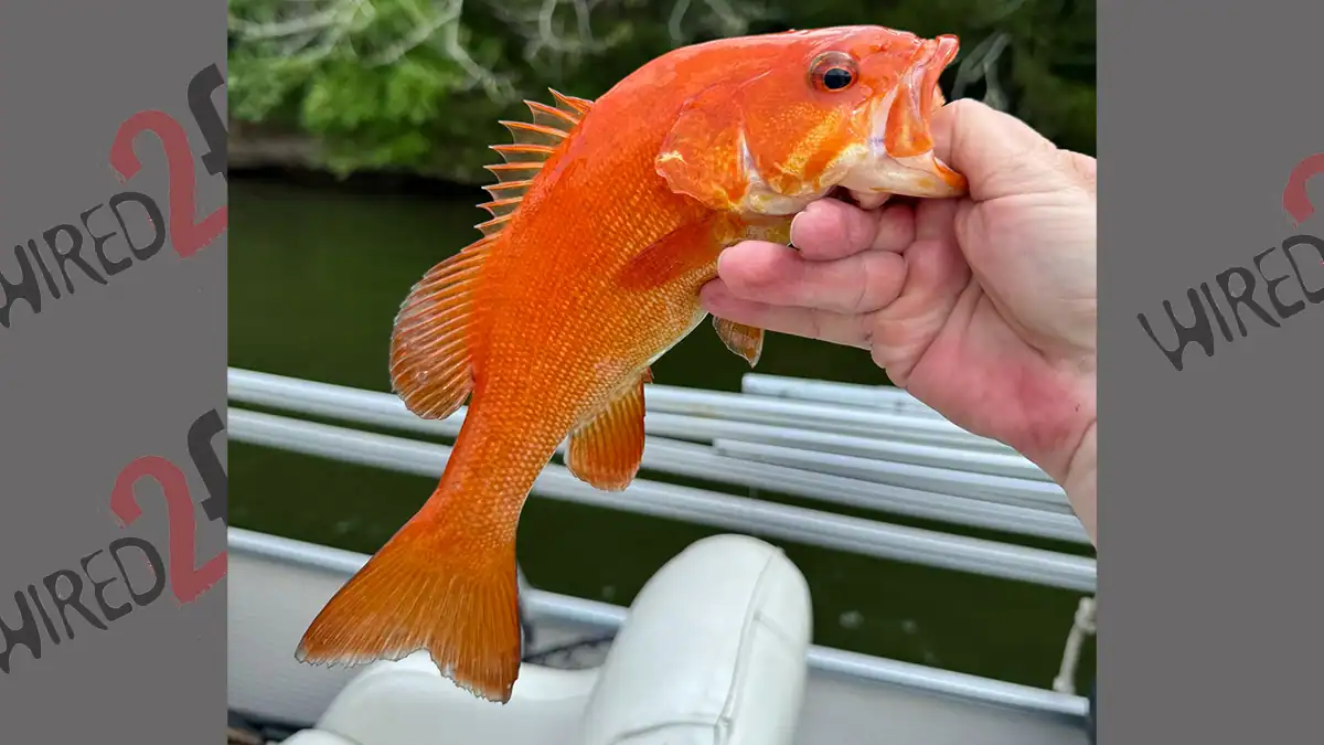 orange colored bass caught