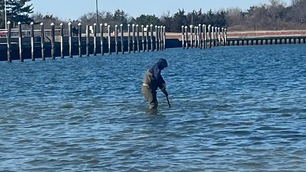 pulling a clam rake