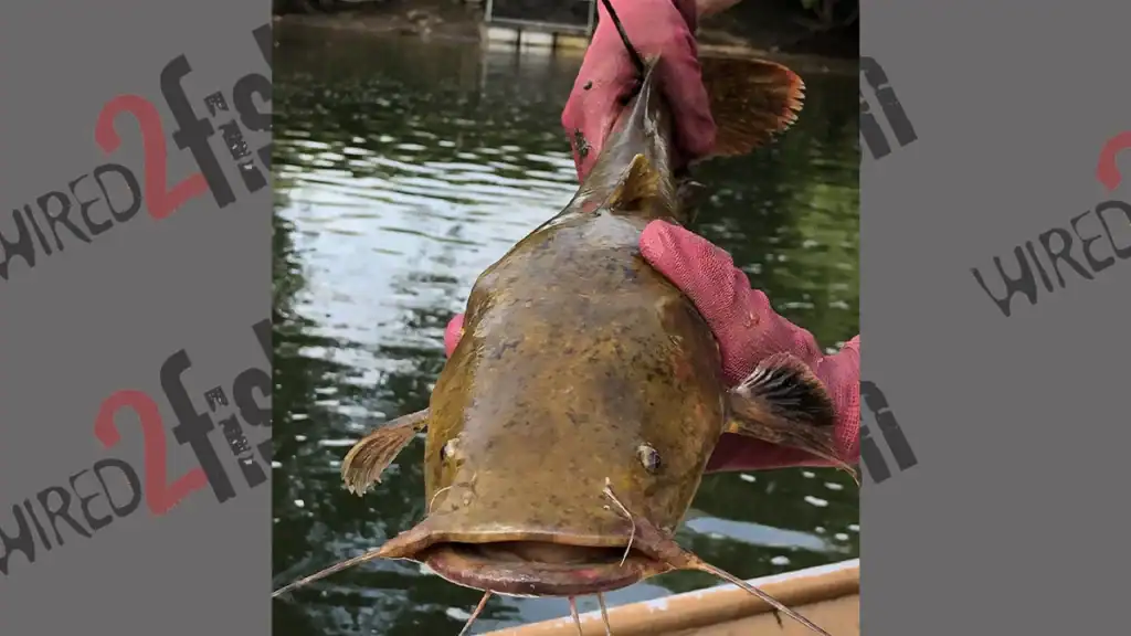 Flathead catfish from the Susquehanna