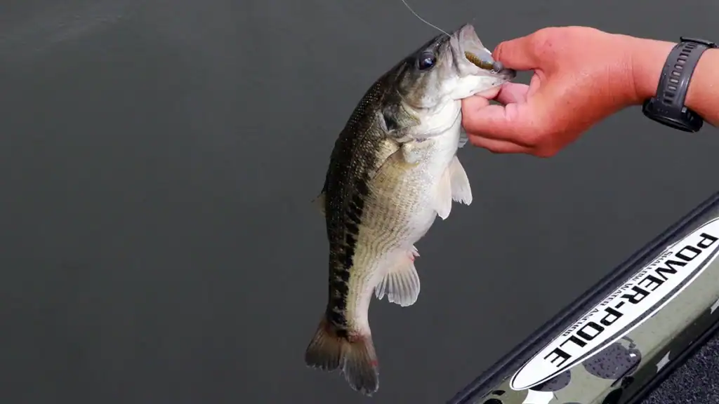 bass fishing for spots