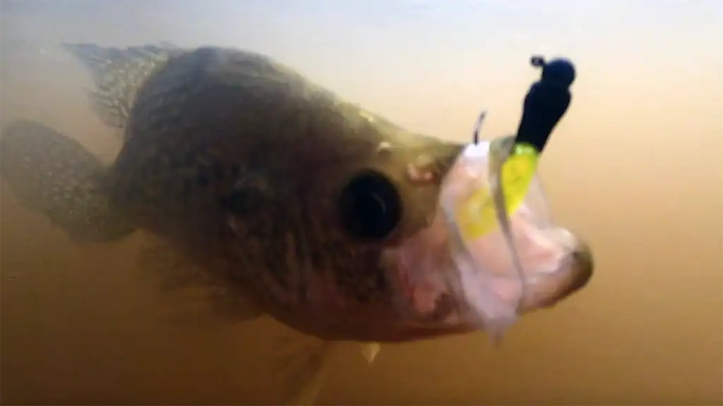 underwater crappie