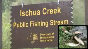 $475K Fine Issued to Cheese Factory for Wiping Out Trout Stream
