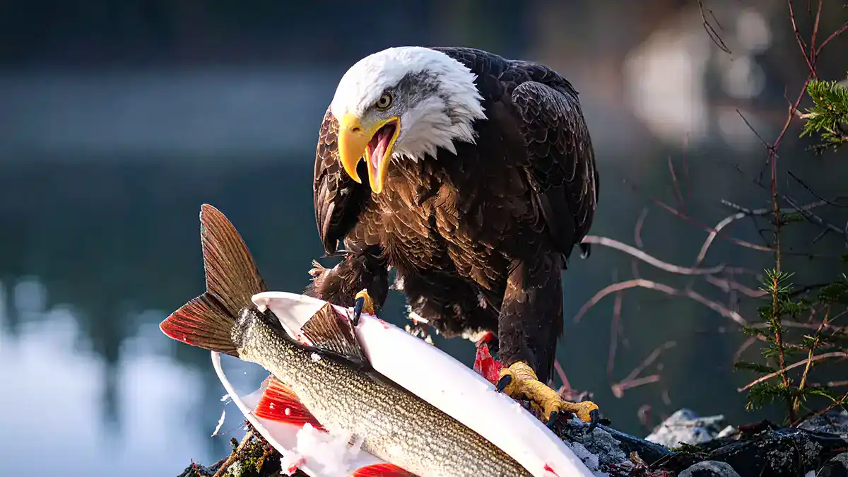 Firefly_an eagle eating a pickerel 231594