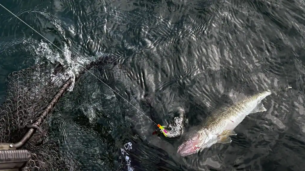 walleye headed for the net