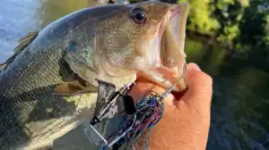 Fall fishing with topwater buzzbaits