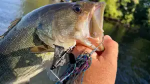 Fall fishing with topwater buzzbaits