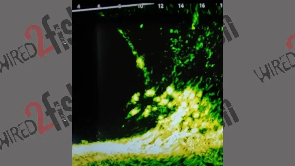 crappie on livescope