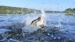crappie on surface