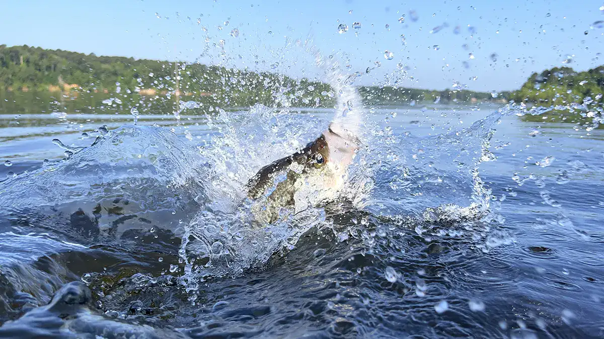 crappie on surface