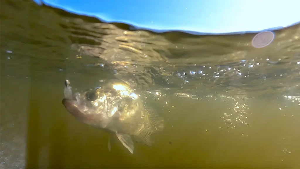 crappie underwater
