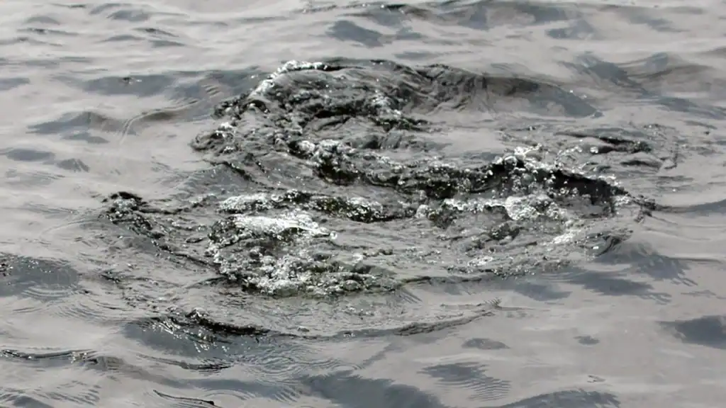 nervous water