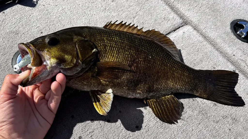 smallmouth caught on The Don